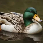 Nombres para patos: Ideas divertidas y originales